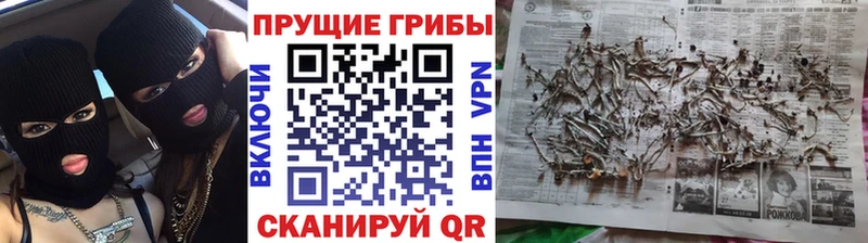 Галлюциногенные грибы Cubensis  мега tor  Зеленогорск 